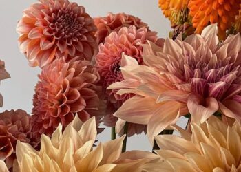 Ich wünsche Ihnen eine schöne Woche. | Cup of Jo