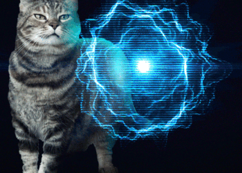 Sundays With Tabs the Cat, Maskottchen des Make-up- und Magnificence-Blogs, Vol. 822