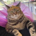 Sundays With Tabs the Cat, Maskottchen des Make-up- und Magnificence-Blogs, Vol. 828