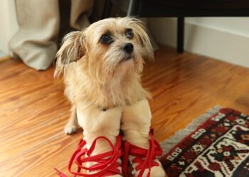 GESCHENKGUIDES 2024: HUNDELIEBHABER