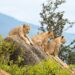 Ein Leitfaden für den Besuch des Tsavo-Nationalparks in Kenia