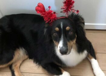 Sundays With Tabs the Cat, Make-up- und Magnificence-Weblog Mascot, Bd. 843