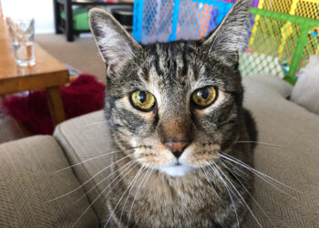 Sundays With Tabs the Cat, Make-up- und Magnificence-Weblog Mascot, Bd. 842