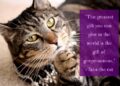 Sundays With Tabs the Cat, Make-up- und Magnificence-Weblog Mascot, Bd. 844