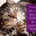 Sundays With Tabs the Cat, Make-up- und Magnificence-Weblog Mascot, Bd. 844