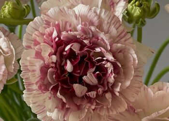 Ich wünsche Ihnen ein liebevolles Wochenende. | Tasse Jo