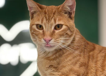 Auf geht’s in die Mini Cat City!