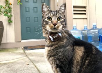 Sonntags mit Tabs The Cat, Make -up und Magnificence Weblog Maskott, Vol. 850