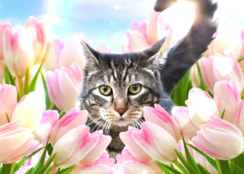 Wählen Sie Sonntage mit Registerkarten, Mascot, Make -up und Magnificence Weblog Maskott, Vol. 852