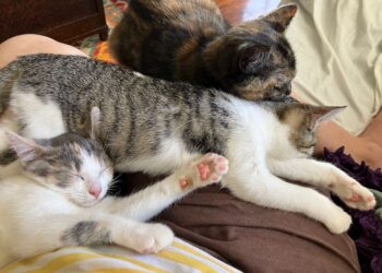 Auf Katzen & Kuscheln & Veränderungen