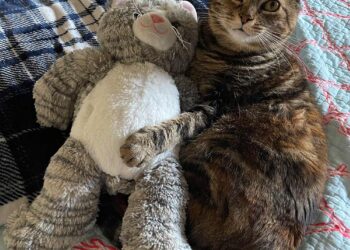 Sonntags mit Tabs The Cat, Make -up und Magnificence Weblog Maskott, Vol. 855