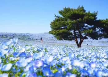 So registrieren Sie sich für einen Besuch in Japan Net • Eine Schritt-für-Schritt-Anleitung