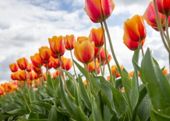 Ich wünsche Ihnen ein schönes Wochenende. | Tasse Jo