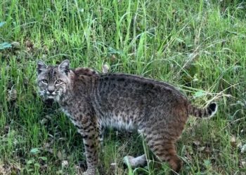 Make -up and Magnificence Weblog Monday Ballot, Vol. 872