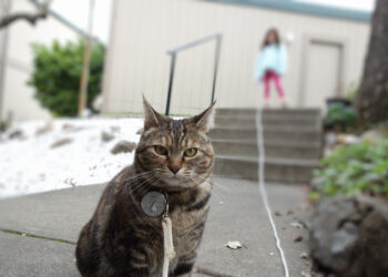 Sonntags mit Tabs The Cat, Make -up und Magnificence Weblog Maskott, Vol. 857