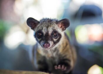 Warum Höflichkeit mit Civets beginnt: Die hässliche Wahrheit hinter dem teuersten Kaffee der Welt der Welt