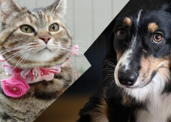 Sonntags mit Tabs The Cat, Make -up und Magnificence Weblog Maskott, Vol. 861