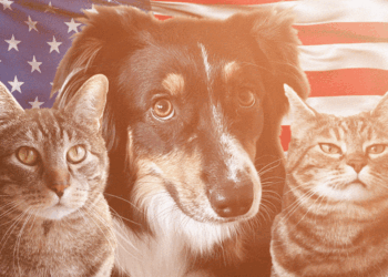 Sonntags mit Tabs The Cat, Make -up und Magnificence Weblog Maskott, Vol. 862