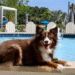 Hundefreundliche Reisereihe: Das Belgrove Resort & Spa, West Palm Seashore