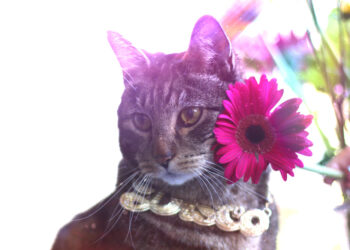 Wählen Sie Sonntage mit Registerkarten, Mascot, Make -up und Magnificence Weblog Maskott, Vol. 865