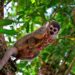 Ecuadorianer Amazonas Regenwald: verborgene Edelsteine, Öko-Lodges und indigene Kulturen