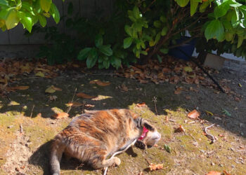 Sonntags mit Tabs The Cat, Make -up und Magnificence Weblog Maskott, Vol. 870