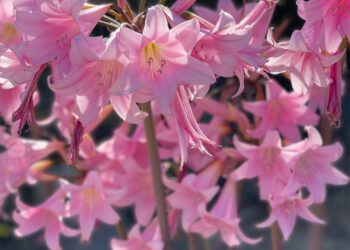 Make -up and Magnificence Weblog Monday Ballot, Vol. 890