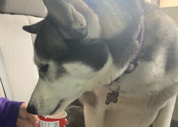 Quick-Meals-Ketten, die Werbegeschenke anbieten