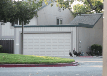 Sonntags mit Tabs The Cat, Make -up und Magnificence Weblog Maskott, Vol. 871