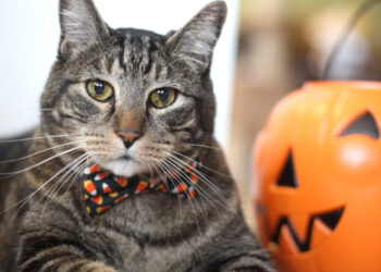 Sundays With Tabs the Cat, Make-up- und Magnificence-Weblog Mascot, Bd. 876