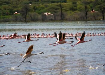So erleben Sie die heißen Quellen und Flamingos des Lake Bogoria