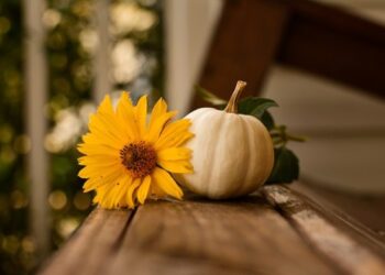 Frohes Erntedankfest (und ein lustiges Video von unserem gesamten Crew!)