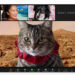 Sundays With Tabs the Cat, Make-up- und Magnificence-Weblog Mascot, Bd. 878
