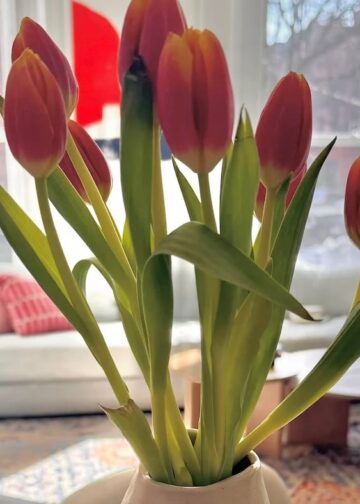 Vier lustige Dinge | Tasse Jo