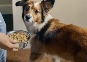 Der Bauernhund: 60 % Rabatt auf Ihre erste Field!