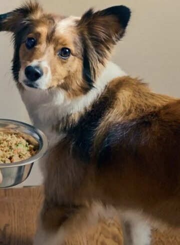 Der Bauernhund: 60 % Rabatt auf Ihre erste Field!