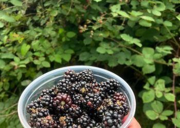 Brombeermarmelade – Die Traumstress