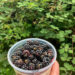Brombeermarmelade – Die Traumstress