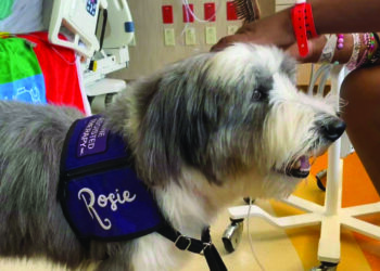 Die Katzenhunde | Life-style-Mediengruppe