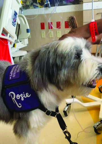 Die Katzenhunde | Life-style-Mediengruppe