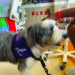 Die Katzenhunde | Life-style-Mediengruppe
