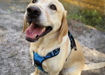 Labrador-Matchmaker | Life-style-Mediengruppe