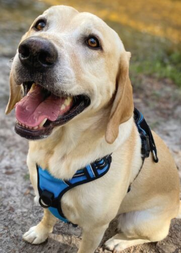 Labrador-Matchmaker | Life-style-Mediengruppe
