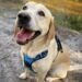 Labrador-Matchmaker | Life-style-Mediengruppe